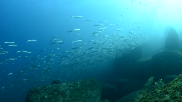 Peces plateados — Vídeos de Stock