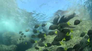 Kaliforniya deniz aslanı