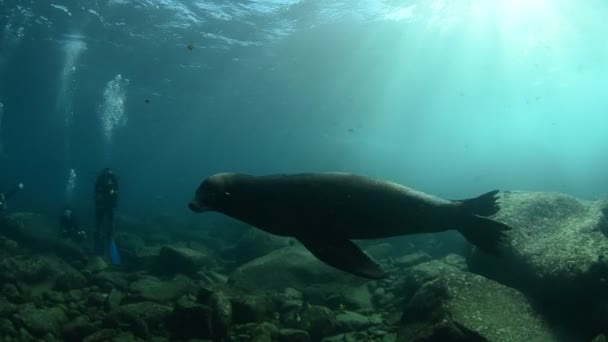 Kaliforniya deniz aslanı — Stok video