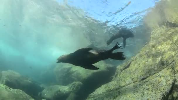 Kaliforniya deniz aslanı — Stok video