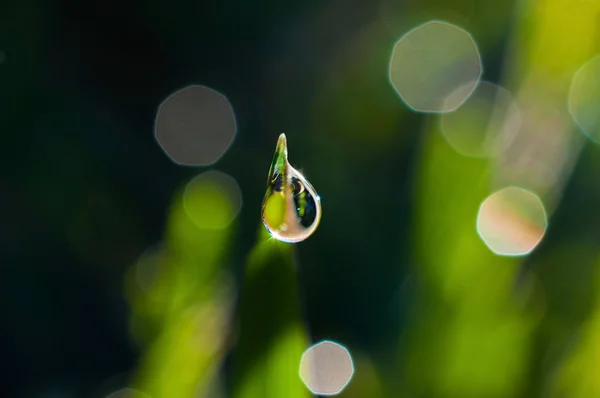 Goccia di rugiada — Foto Stock