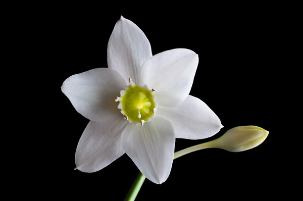 Flores de lirios blancos —  Fotos de Stock