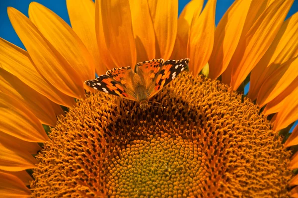 Borboleta em girassol — Fotografia de Stock