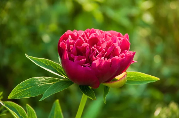 Flor de peónia vermelha — Fotografia de Stock