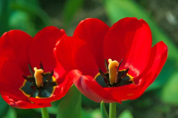 Tulipas vermelhas — Fotografia de Stock