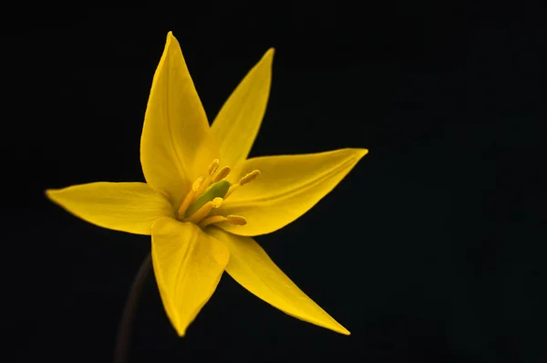 Flor de tulipán amarillo —  Fotos de Stock