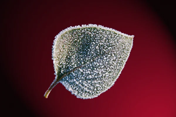 Frost on leaf — Stock Photo, Image