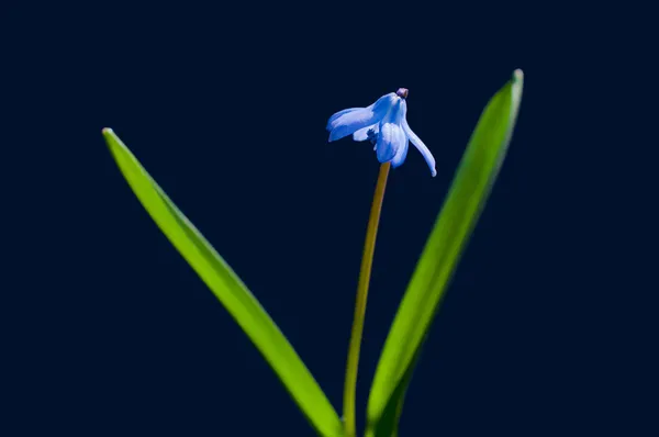 Bluebell. —  Fotos de Stock