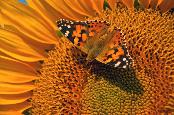 Borboleta em girassol — Fotografia de Stock