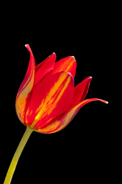 Tulipa vermelha em preto — Fotografia de Stock