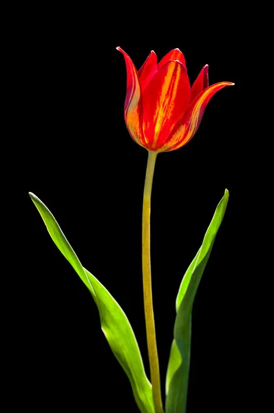 Red tulip — Stock Photo, Image