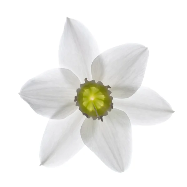 Flor de lirio blanco —  Fotos de Stock