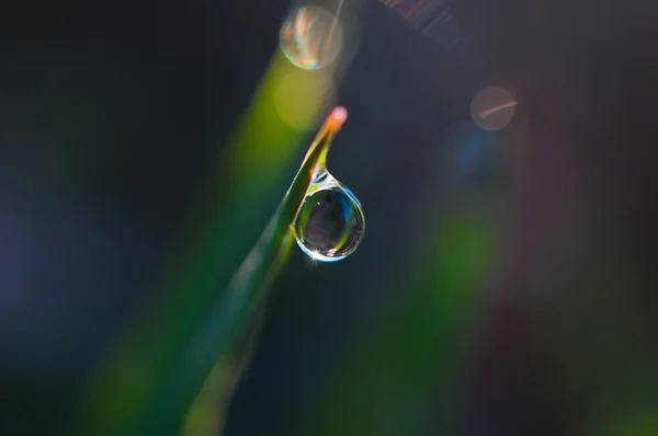 Drop of dew on the grass — Stock Photo, Image