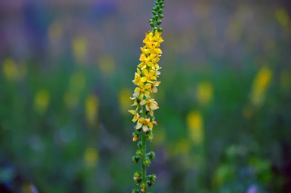 明亮的黄色花 — 图库照片