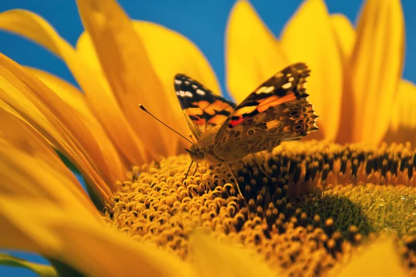 Borboleta em girassol — Fotografia de Stock