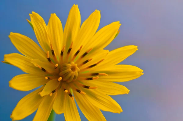 明るい黄色の花 — ストック写真