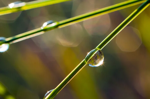 Dew drops on grass stems — Stock Photo, Image