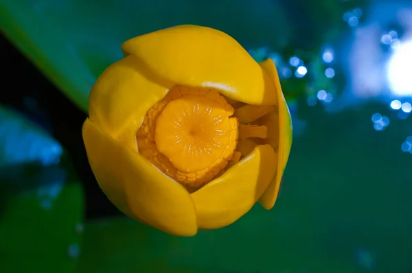 Yellow water lily — Stock Photo, Image