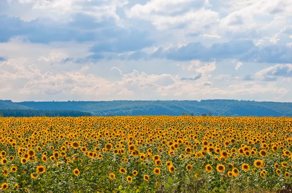 Campo de girassol e nuvens — Fotografia de Stock