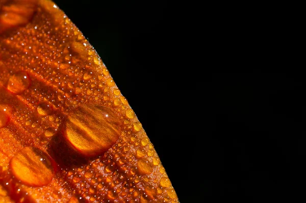 Dew on a petal lily — Stock Photo, Image