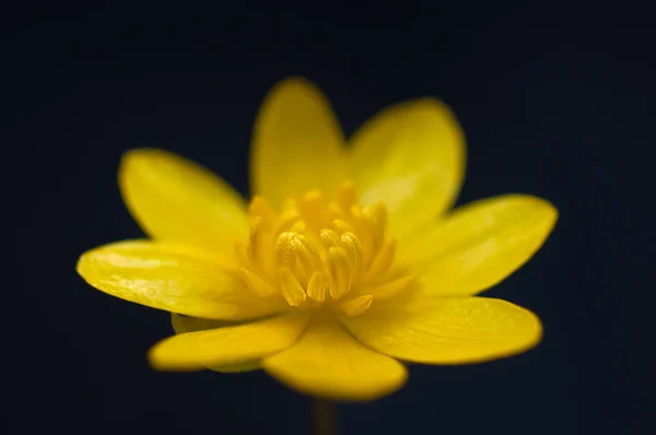 黄色の花 — ストック写真