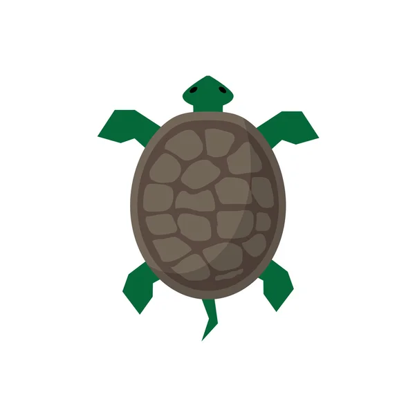 Kaplumbağa illüstrasyon