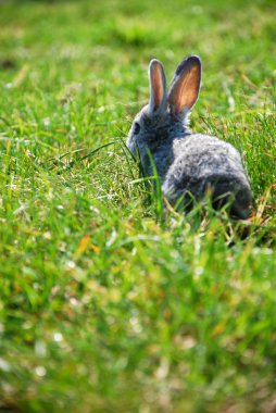 Yeşil çimenlerin üzerinde büyüleyici küçük gri tavşan 