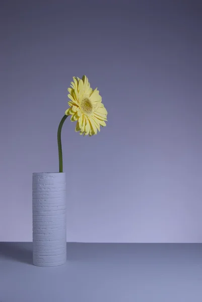 Flores de primavera — Fotografia de Stock