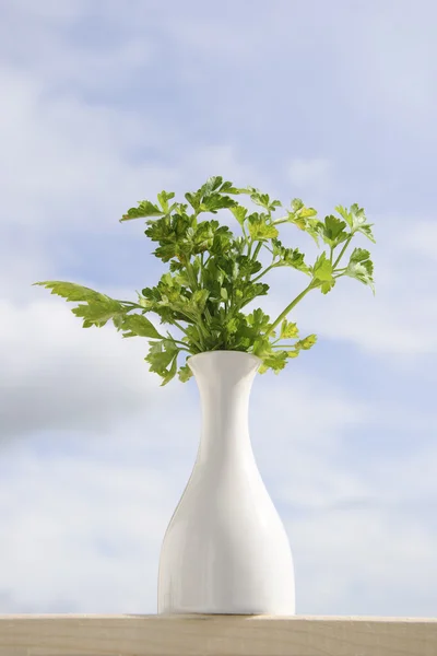 Parsley in flowerpot background — Stock Photo, Image