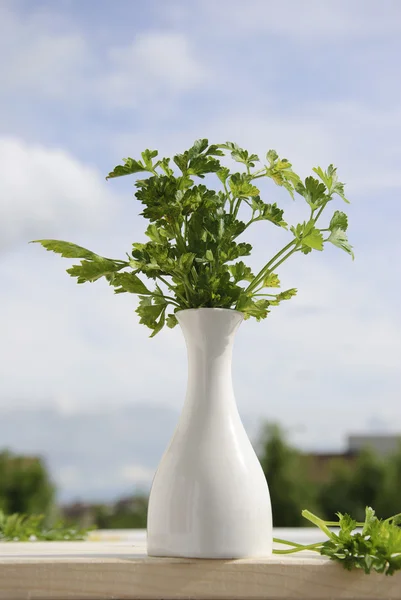 Petersilie im Blumentopf Hintergrund — Stockfoto