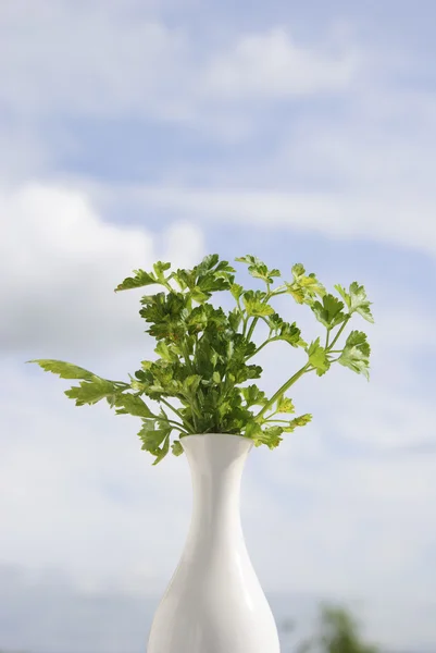 Parsley in flowerpot background — Stock Photo, Image