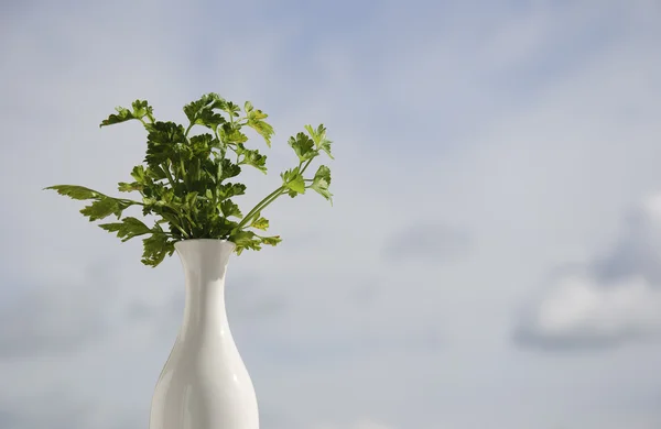 植木鉢のバック グラウンドでパセリ — ストック写真