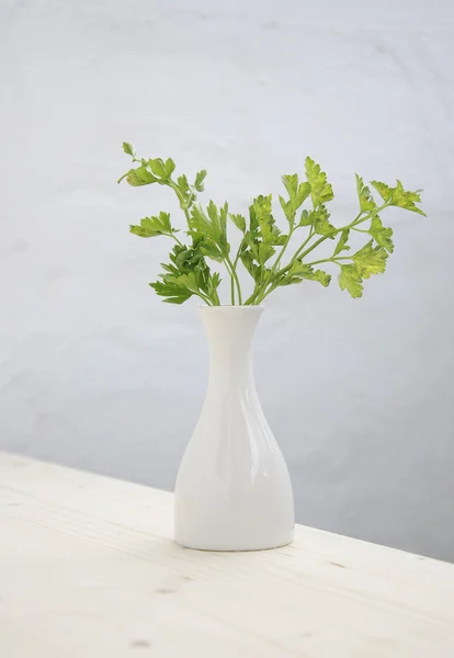 Parsley in flowerpot — Stock Photo, Image