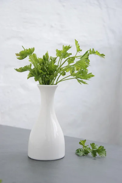 Parsley in flowerpot — Stock Photo, Image