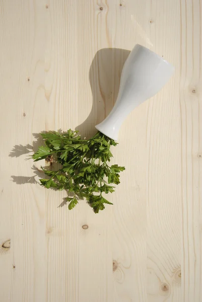 Salsa em vaso de plantas — Fotografia de Stock