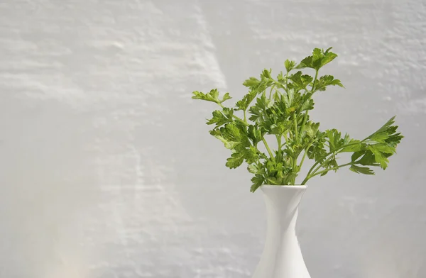 Prezzemolo in fondo vaso — Foto Stock