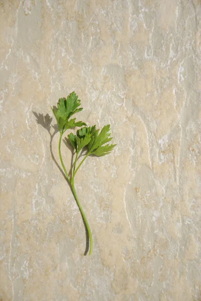 Petersilie Hintergrund — Stockfoto