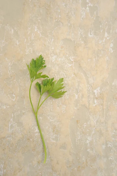 Fundo de salsa — Fotografia de Stock