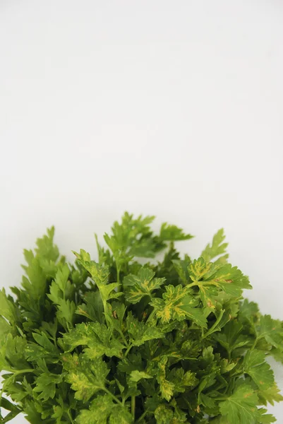 Parsley Background, selective focus — Stock Photo, Image