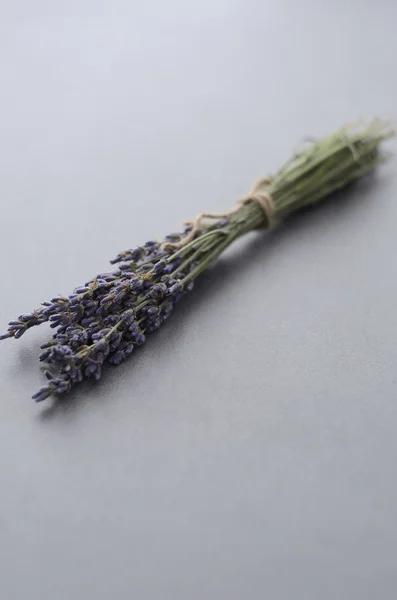 Flores de lavanda — Fotografia de Stock