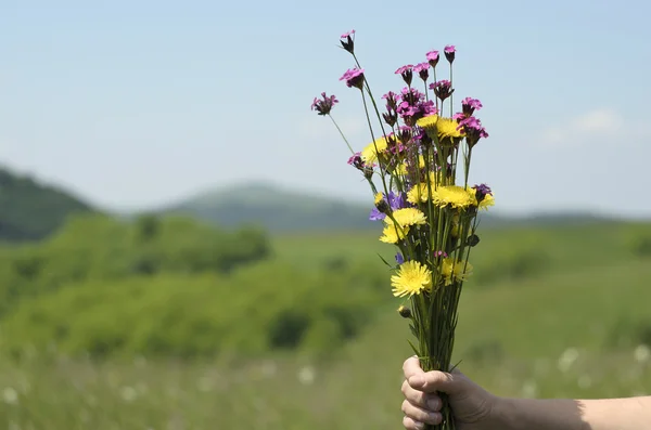 Kobieta ręka trzyma kwiaty w przyrodzie — Zdjęcie stockowe
