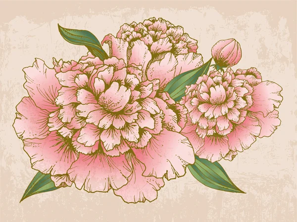 牡丹の花 — ストックベクタ