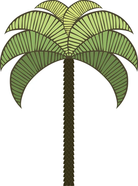 Palm tree — Stock Vector