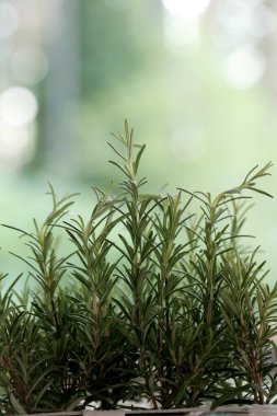 Rosemary on the table, blurred background