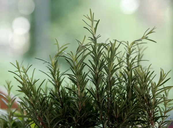 Rosemary Table Blurred Background — Stock Photo, Image