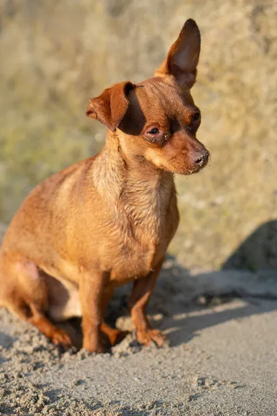 Kumsalda oturan küçük kahverengi köpek.