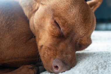 Küçük bir hayvan, beyaz bir battaniyenin üzerinde uyuyan bir köpek.