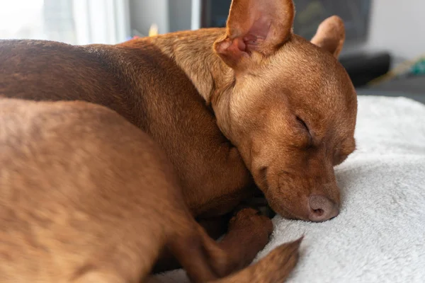 Küçük kahverengi köpek kıvrılmış uyuyor.