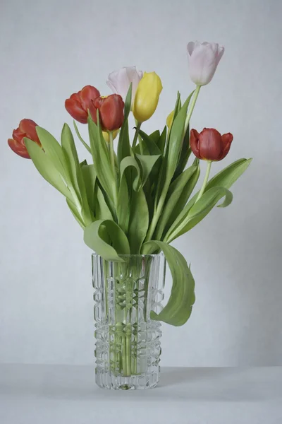 Tulips in a vasa — Stock Photo, Image