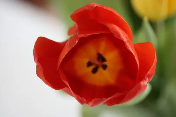 Eröffnung rote Tulpe — Stockfoto